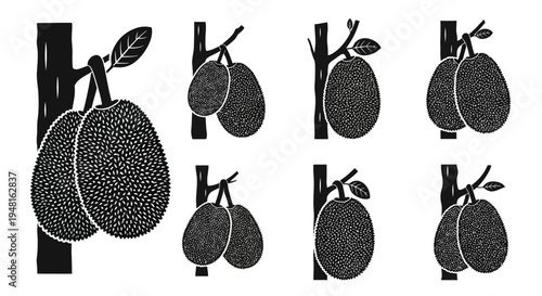 Jackfruit Tree Illustrations: Tropical Fruit Variety on Branch