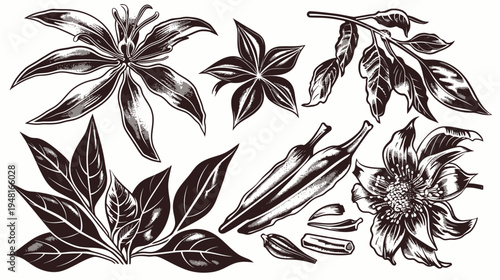 Graphic rendering of botanical elements flowers, pods, and leaves in a monochrome palette