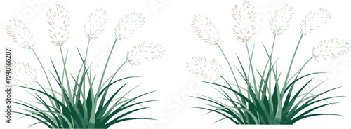 Ornamental grass plants with soft blooming spikes botanical vector illustration natural garden foliage decorative meadow landscape design elements