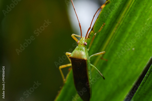 Cuadro en lienzo Macro close-up of a shield bug (stink bug) with a bright green head and bronze-brown abdomen, perched vertically on a vibrant green tropical or garden leaf
