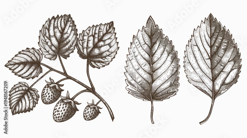 Intricate line drawing of strawberry plant with fruits and leaves, detailed crosshatching