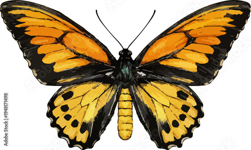 Ornithoptera croesus illustration art