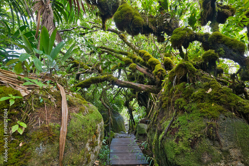 Morn blanc nature trail, inside the national park, Mahe, Seychelles
