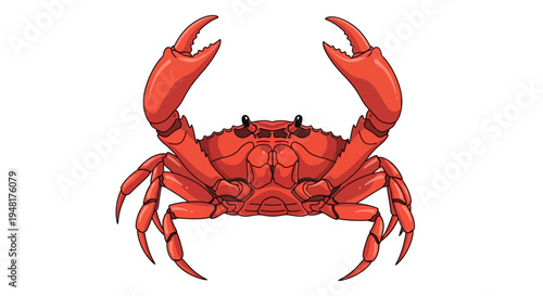 A bright red crab with claws raised on a white background.
