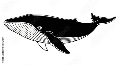 Detailed Black and White Illustration of a Humpback Whale.