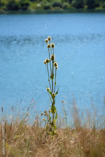 Obraz na plátne Travel romania transilvania targu mures wild teasel plant growing by tranquil la