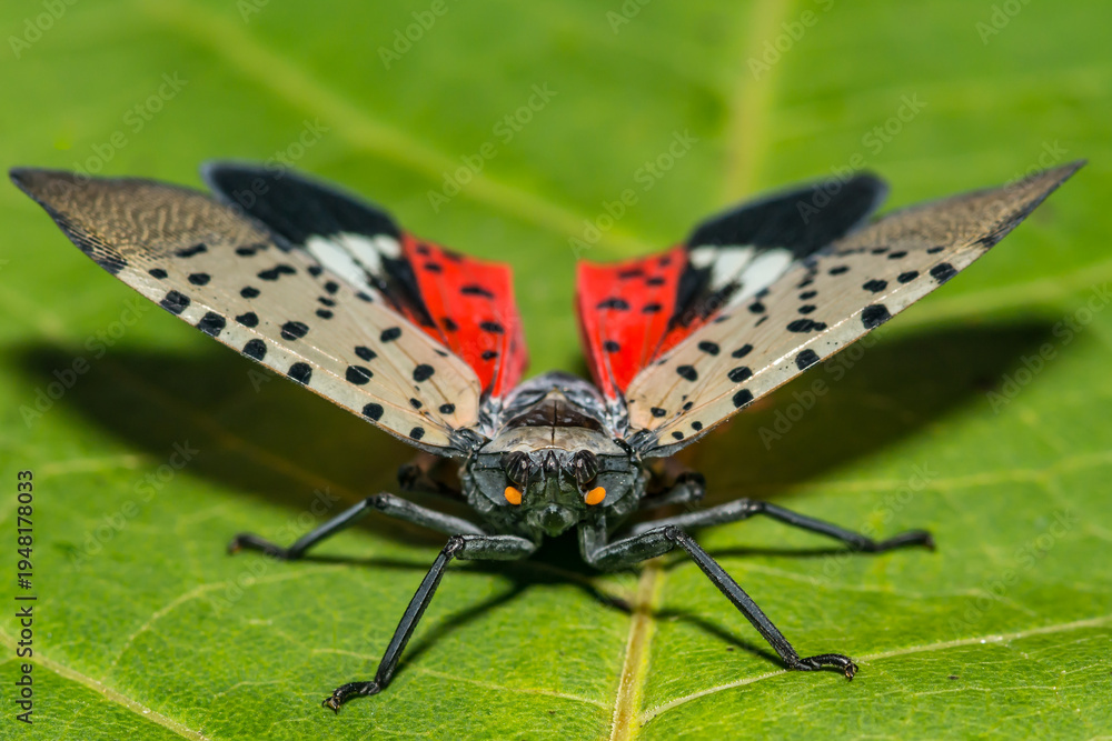 Fototapeta premium Spotted Lanternfly - Lycorma delicatula