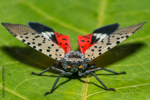 Spotted Lanternfly - Lycorma delicatula
