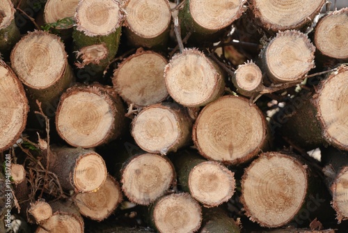 Картината върху платно Travel romania transilvania targu mures stacked firewood log ends showing natura