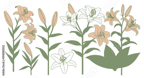 Botanical illustration set of peach and white lily flowers with green stems and leaves isolated on white background