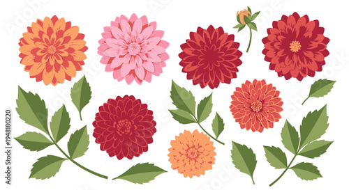 Collection of Colorful Dahlia Flower Heads and Green Leaves Vector Illustration Isolated on White Background