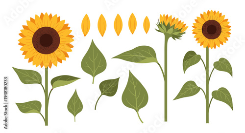 Set of Sunflower Vector Illustrations with Individual Petals, Leaves, and Stems for Floral Design and Patterns