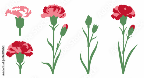 Vector illustration set of red and pink carnation flowers and buds isolated on white background