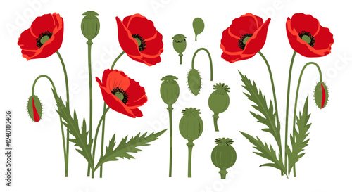 Set of Red Poppy Flowers, Buds, and Green Seed Pods Botanical Vector Illustration Isolated on White Background