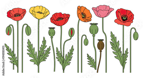Hand Drawn Colorful Poppy Flowers Collection with Buds, Leaves, and Seed Pods Botanical Vector Illustration