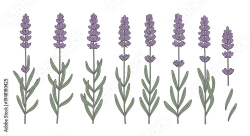Set of Lavender Flower Sprigs and Stems Illustration for Botanical Design Projects