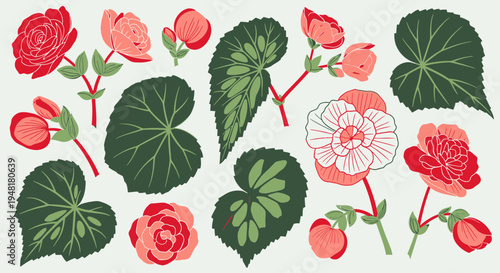 Set of hand-drawn begonia flowers and decorative leaves, vintage botanical vector illustration of garden plants isolated on white background