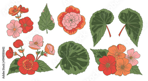 Botanical Vector Illustration Set of Begonia Flowers and Foliage Leaves Isolated on White Background