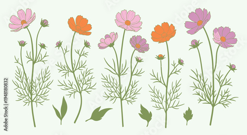 Vector illustration set of hand-drawn cosmos flowers in pink and orange tones with green leaves and buds isolated on light background