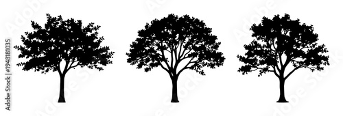 Deciduous tree silhouette set with a wide, spreading canopy featuring smooth lines, clean design, minimalist style with high contrast and stark white background