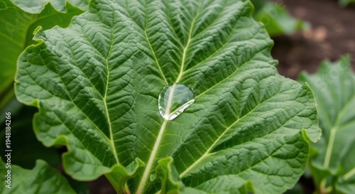 Magnificent water globule resting on a broad veined green leaf surface, showcasing natural dew droplet detail.