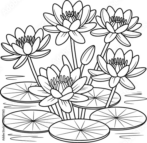 Water lily flowers and lily pads on pond surface, black and white line art botanical illustration for coloring book or nature design