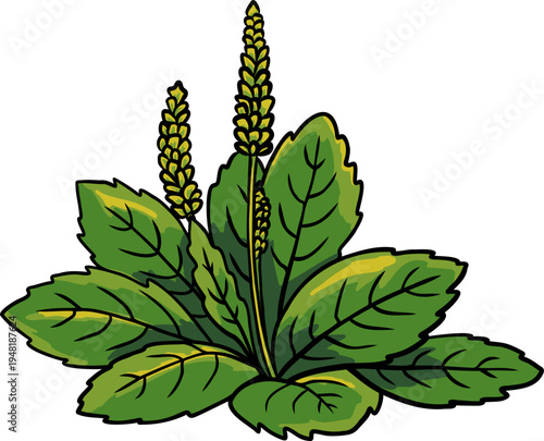 Plantain medicinal herb with green leaves and seed spikes botanical illustration isolated on white background perfect for herbal medicine, natural health design