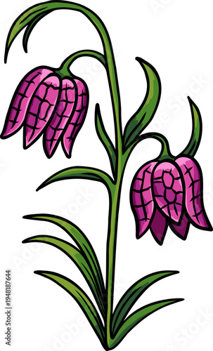 Snakehead fritillary flower with purple bell shaped blossoms and green leaves botanical illustration isolated on white background perfect for botanical print, floral design
