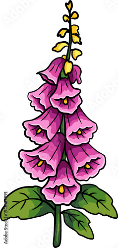 Pink foxglove flower with bell shaped blossoms and green leaves botanical illustration isolated on white background perfect for botanical print, floral design