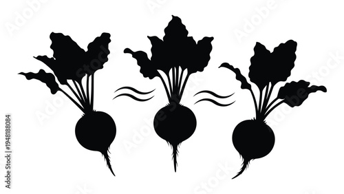 A detailed analysis of three beetroot silhouettes with leaves on a white background