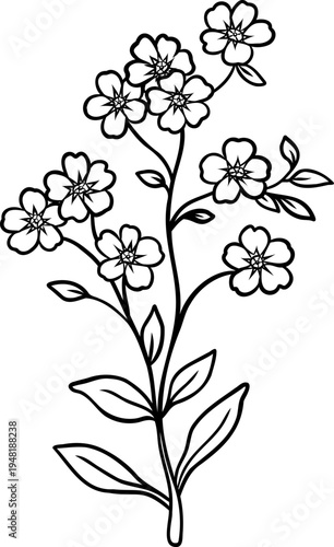 Hand drawn forget me not wildflower branch with small blossoms botanical line art isolated on white background perfect for coloring book, floral design
