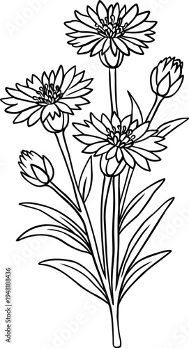 Fotografie Hand drawn cornflower wildflower branch with blooming blossoms botanical line ar