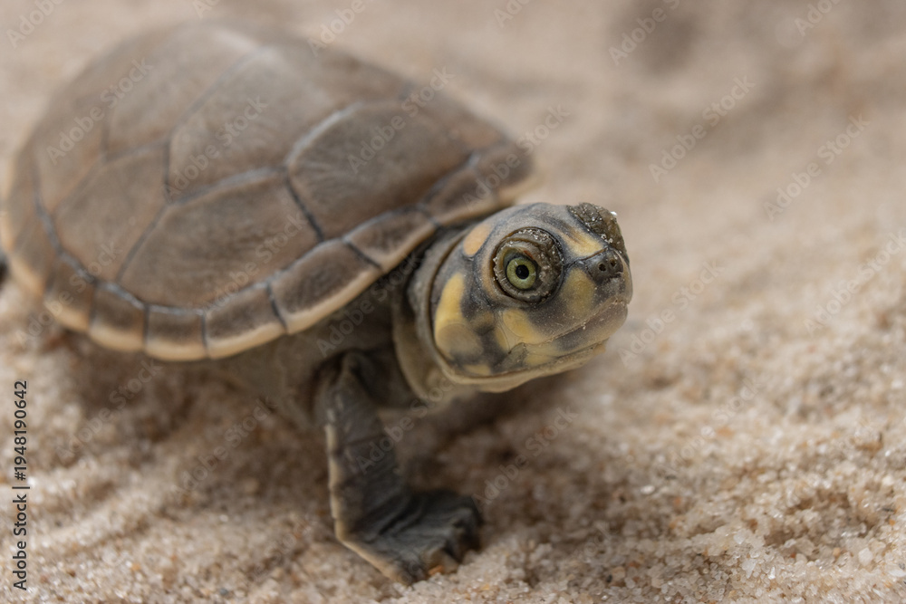 Obraz premium High-resolution wildlife photograph of baby yellow-spotted river turtles shortly after hatching in the Amazon rainforest. These tiny freshwater turtles begin their journey from the riverbanks