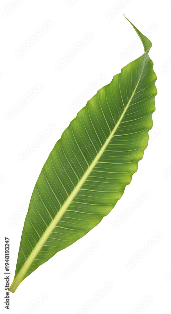 Obraz premium A green leaf with serrated edges and a yellow vein isolated on transparent background