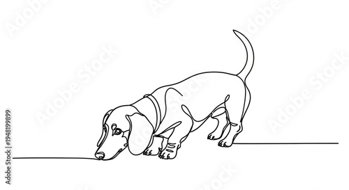 A simple, minimalist line drawing of a dachshund sniffing the ground, emphasizing its unique long body and cute face