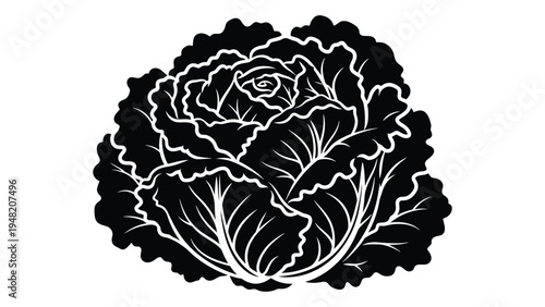 A detailed analysis of a black and white illustration of a cabbage plant with intricate leaf patterns and outlines