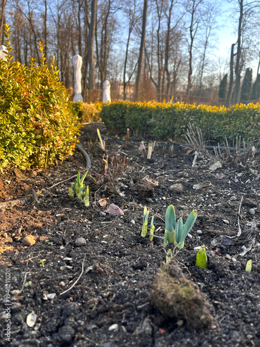 Foto Early Spring Garden Sprouts Growing Outdoors