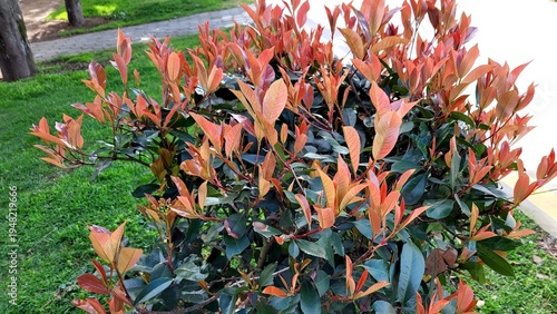 A garden shrub with red and green leaves