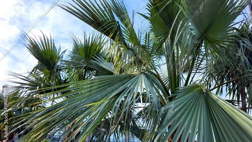 Green palm leaves against the blue sky