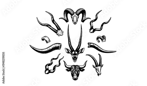 Vintage engraved wildlife horns radial composition with ram goat antelope and bull horn vector illustration