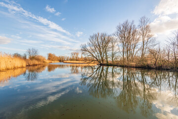 Plexiglas schilderij Reflectie Kale bomen en riet langs winters meer  © Ruud Morijn