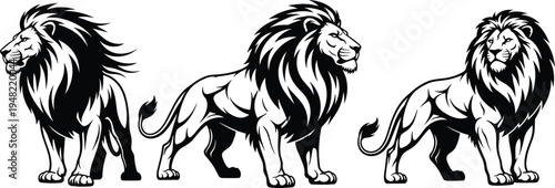 Black and white lion vector illustration set with majestic standing poses and stylized manes for mascot logos tattoos or vinyl decals
