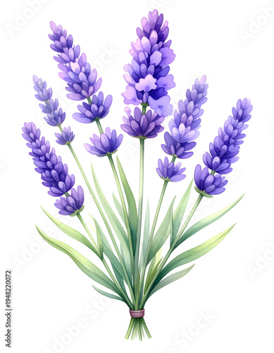 Purple and green lavender bouquet. Isolated transparent background