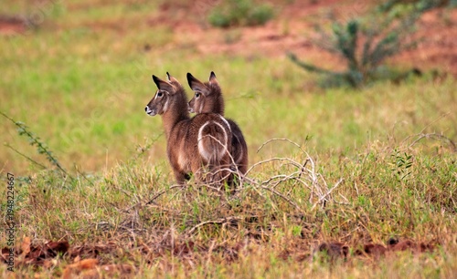 Photography two female waterbuck standing alert in the grassland of the Amboseli National pa