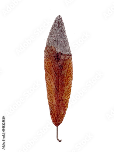 Single dried leaf, positioned vertically in the center against a white background