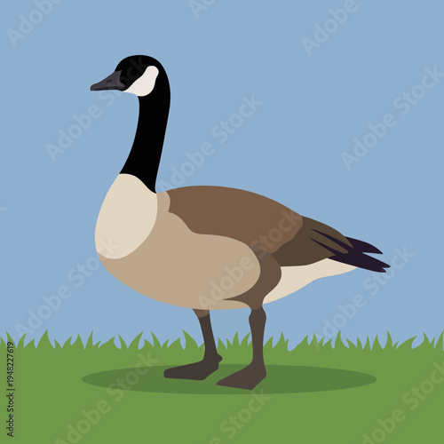 A beautifully stylized illustration of a Canada goose, capturing its distinctive features in a minimalist artistic style against a simple blue backdrop, exuding elegance.