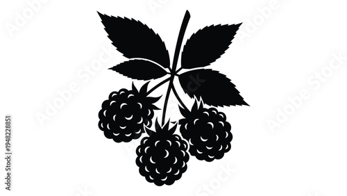 A black and white illustration of a stem of blackberries with three ripe fruits and leaves on a plain background