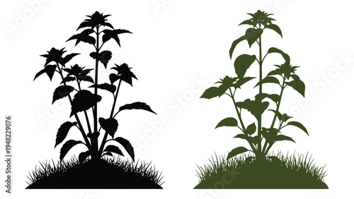 Comparative analysis of plant growth and development in different environmental conditions