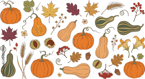Hand Drawn Autumn Harvest Collection with Pumpkins Gourds Leaves Berries and Wheat Seasonal Fall Botanical Vector Illustration Set