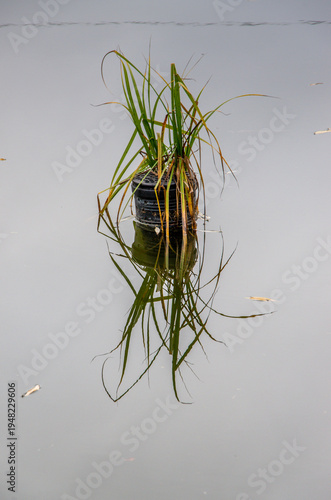 Water plant growing in pot floating on calm pond